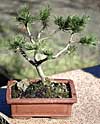 bonsai bristlecone pine